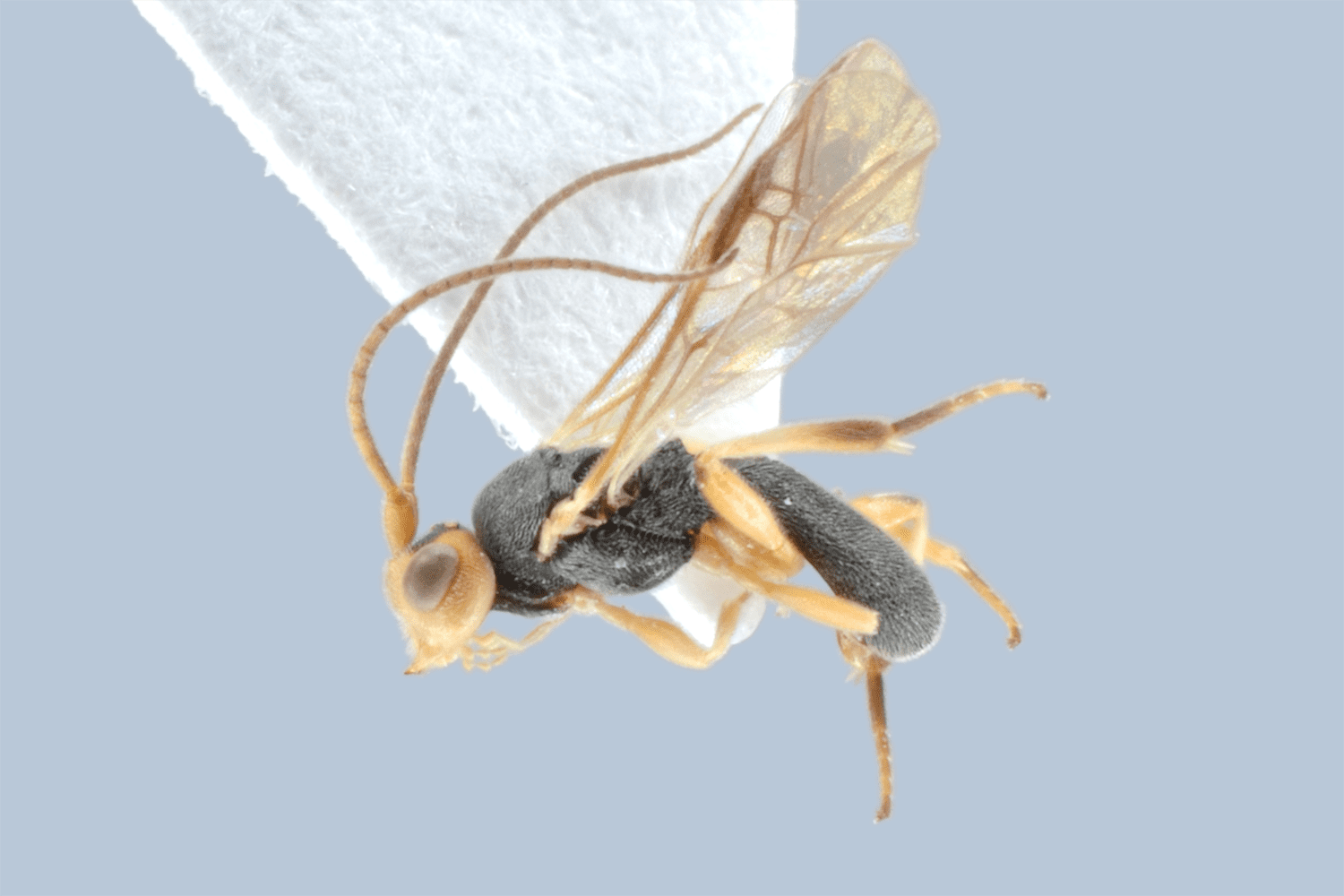 Ascogaster klugii